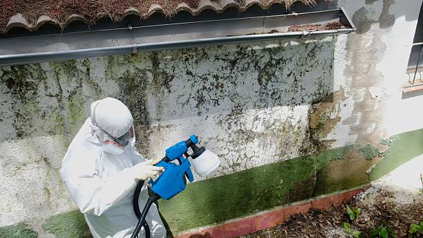Trusted Black Mold Removal service in Tarpon Springs, FL - Cheap Mold Removal